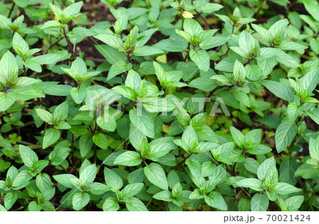 庭で成長中の和薄荷の若葉 70021424