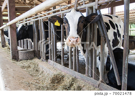 Young calf standing in the paddock, asia Thailand farm. 70021478