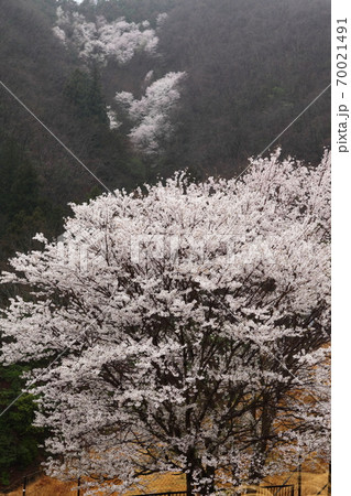 ゆめほたるのエドヒガンサクラ 70021491