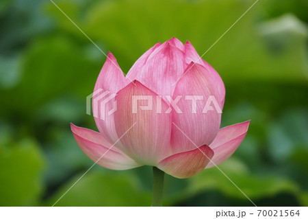ハスの花 ハスの花 70021564