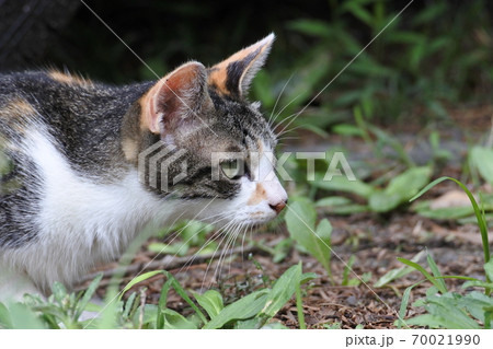 白サビ猫　何かを狙ってまっすぐ見ている 70021990