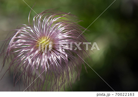 おきなぐさの若い果実 おきなぐさの若い果実 70022163