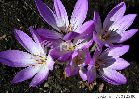 サフランの花の写真素材