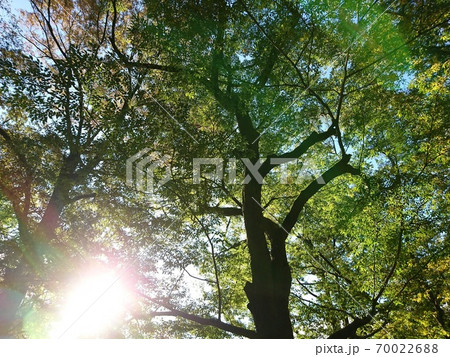 清々しい新鮮な空気を感じる森で散歩と幻想的な光の写真素材