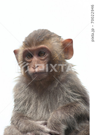 14 April 2007 monkey at the Kam Shan Country Park 70022946