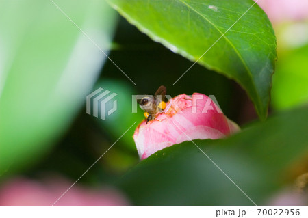a Honeybee and red flower at nature back ground 70022956