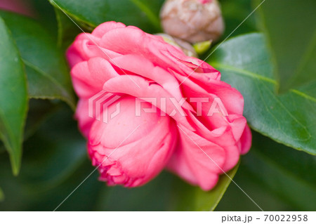 18 Feb 2007 a double pink bloom, with darker 70022958
