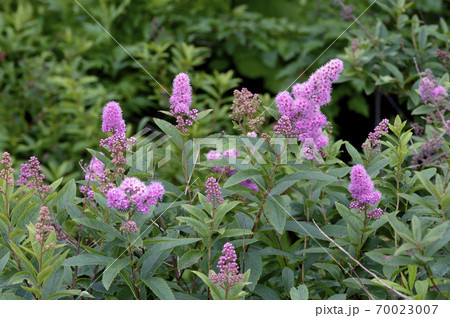 ホザキシモツケ（北海道・鶴居村） 70023007