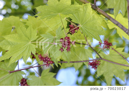 ハウチワカエデの花 北海道 層雲峡 の写真素材