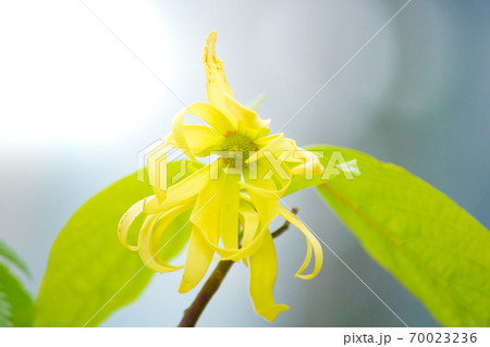 イランイランノキの花が咲いた（精油原料） 70023236