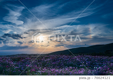 青い秋空の阿蘇の草原に咲き誇るコスモスの花 70024121