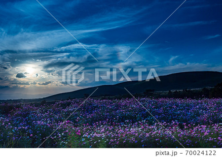 青い秋空の阿蘇の草原に咲き誇るコスモスの花 70024122