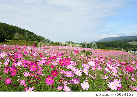 コスモス畑 北海道 コスモス畑 北海道 70024155