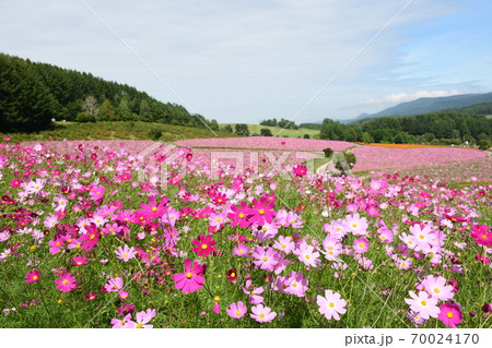コスモス畑 北海道 コスモス畑 北海道 70024170