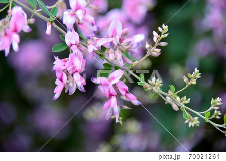 紫色の萩の花 70024264