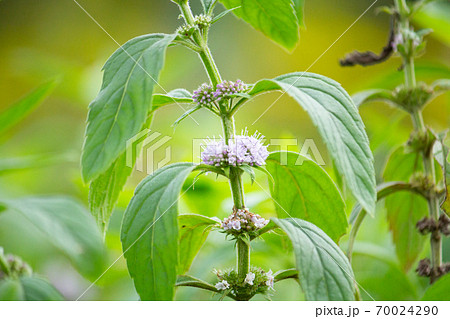 ニホンハッカ（薄荷）の花（日本、9月撮影） 70024290