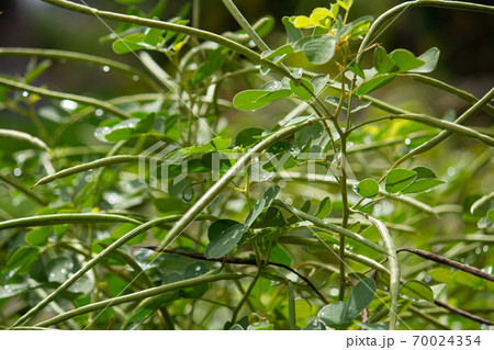 エビスグサ(胡草、恵比須草、夷草、英名: Oriental senna、学名:Senna obtus エビスグサ(胡草、恵比須草、夷草、英名: Oriental senna、学名:Senna obtus 70024354