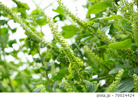 エゴマ(荏胡麻、学名:Perilla frutescens)の穂と花、食用油の原料、日本、9月 エゴマ(荏胡麻、学名:Perilla frutescens)の穂と花、食用油の原料、日本、9月 70024424