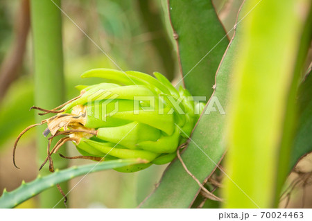 ドラゴンフルーツ（まだ赤くなっておらず青い状態） 70024463