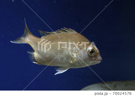 タイ　鯛　マダイ 70024576