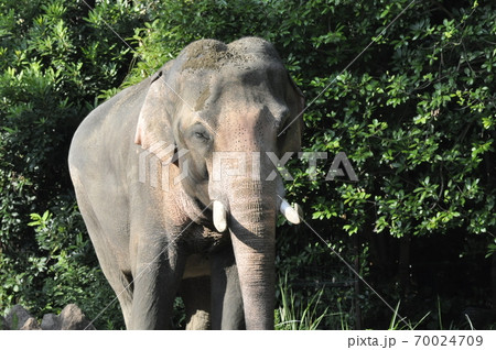 夕日を浴びるゾウ 夕日を浴びるゾウ 70024709