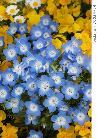 春の花畑 春の花畑 70024754
