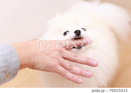 愛犬ポメラニアンに手を噛まれる男性 70025015