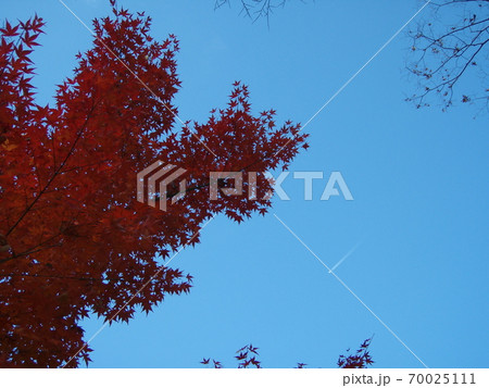 紅葉 カエデ 紅葉 カエデ 70025111
