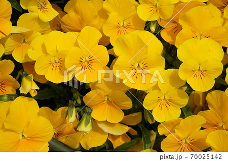 春の花畑 春の花畑 70025142