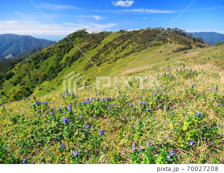 草原に広がるトリカブトの花畑 長野県 鷲ヶ峰 の写真素材