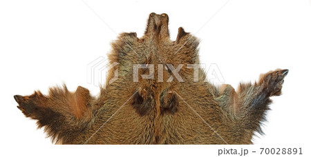Wild boar pelt from hunted animal 70028891