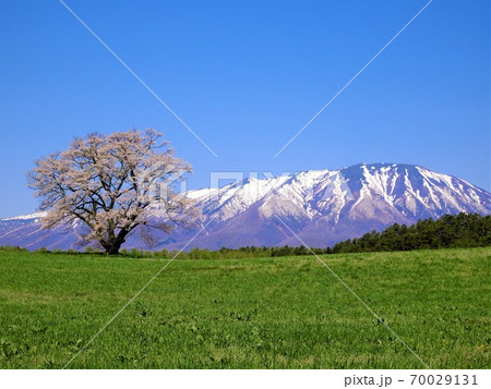 岩手山と小岩井一本桜 70029131