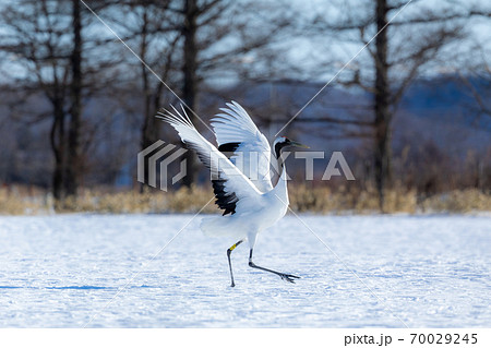 降り立ったばかりのタンチョウ 70029245