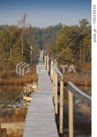 Wooden Boardwalk over Marsh 70029930