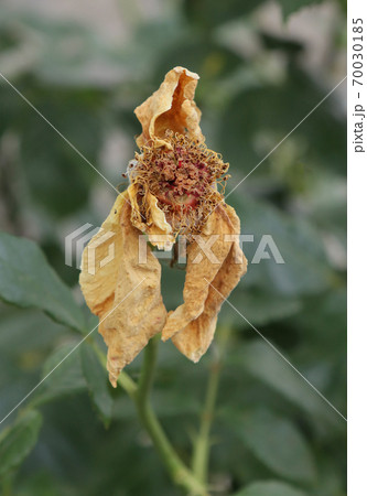 Dried tea rose flower. Dried tea rose flower. 70030185