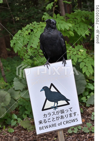 カラスの看板② 70030191