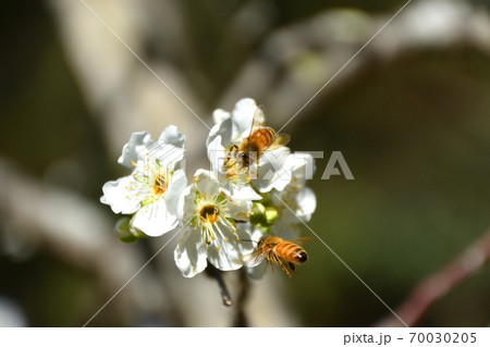 Bees pollinating white fruit flowers Bees pollinating white fruit flowers 70030205
