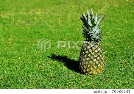 A close up of a pineapple with a grass background 70030241