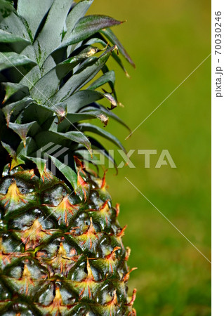 A close up of a pineapple with a grass background 70030246