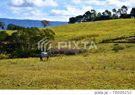 A single horse in the outback A single horse in the outback 70030252