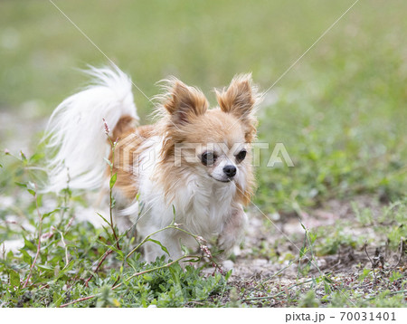 chihuahua in nature chihuahua in nature 70031401