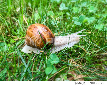 Snail in the grass Snail in the grass 70033370