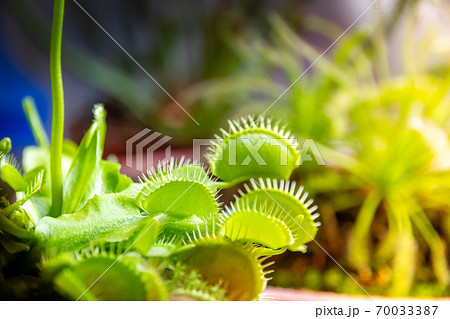Venus flytrap carnivorous plant close-up view 70033387