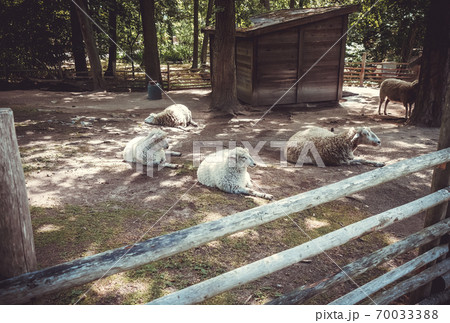 Sheep on a farm 70033388