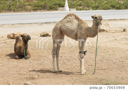 dromedaries resting on the road 70033909