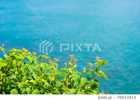 リゾートの青い海とオレンジの花 70033915
