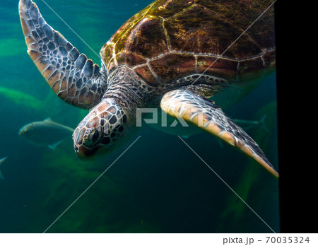 Sea turtles in the deep sea, a rare conservation animal that is abundant in Asia. Sea turtles in the deep sea, a rare conservation animal that is abundant in Asia. 70035324
