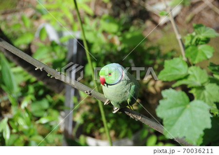 木にとまる緑色で赤いくちばしのインコの写真素材