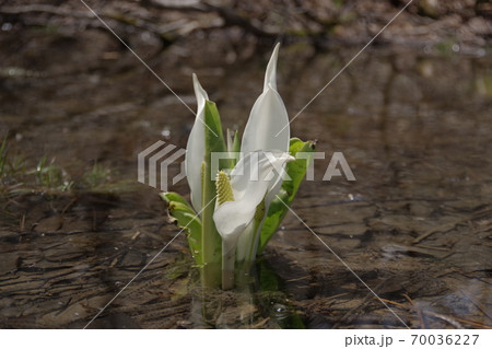 水芭蕉 水芭蕉 70036227