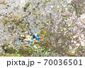桜の下でお花見をする人たち 70036501